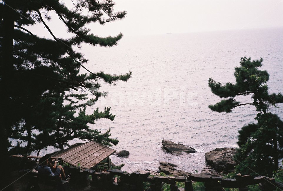 나무,tree,식물,plant,바다,sea,자연,nature,필름,필름사진,film,경치,풍경,landscape,outdoors,옥외,water,물