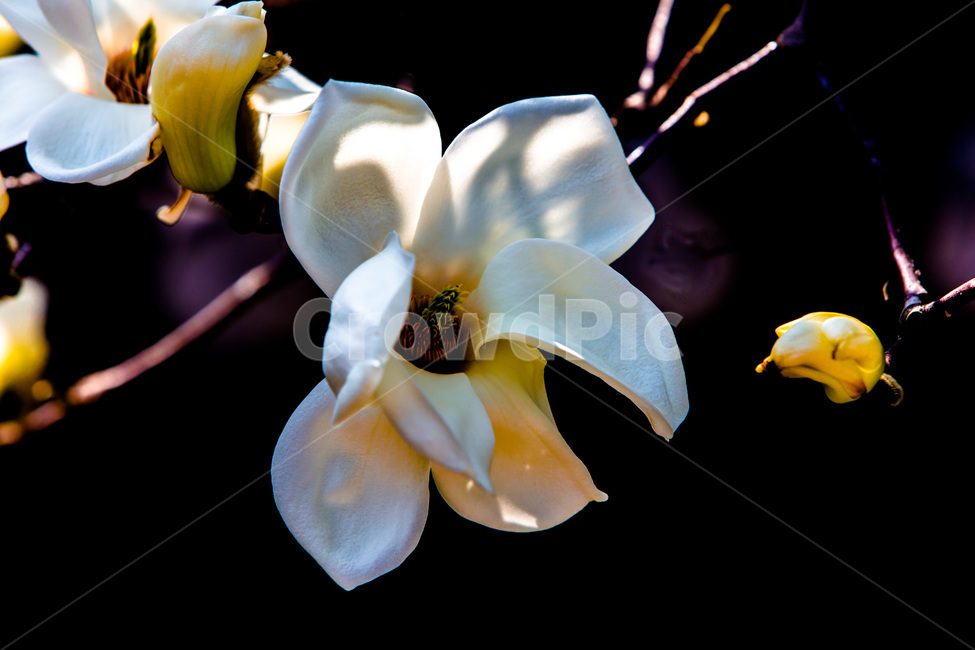 목련,봄,만개,꽃,무늬,봄,계절,spring,season,식물,자연,plants,nature,꽃,flower,plant,blossom