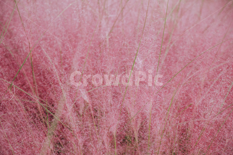가을,식물,자연,분홍,핑크,핑크뮬리,가을,계절,fall,autumn,season,식물,자연,plants,nature,vegetation,초목,plant,bush,부시,grass,잔디