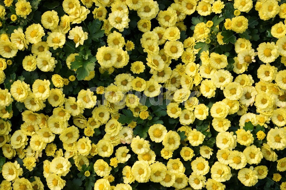 nature,가을,국화,노랑,우아함,향기,식물,꽃,autumn,fall,yellowelegance,smell,chrysanthemum,bloom,beautiful,plant,flower,계절,season,yellow,floral,nobility,고귀함,가을대표,식물,자연,plants,nature,꽃,flower