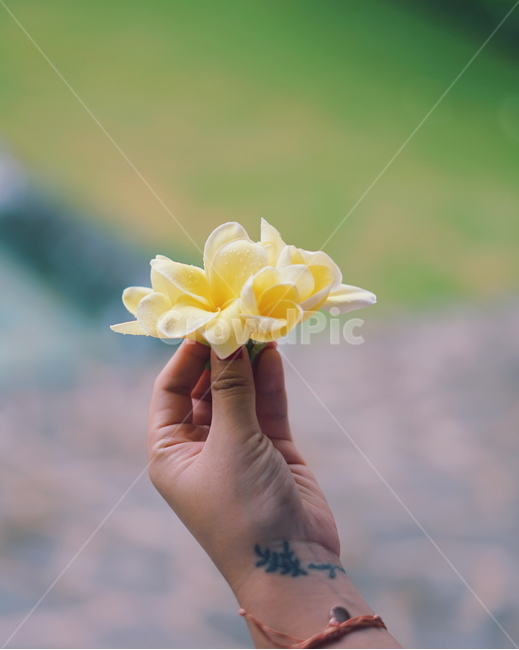 꽃,꽃송이,flower,petals,손,hand,타투,문신,tattoo,동남아,휴가,vacation,자연,nature,아름다움,beauty