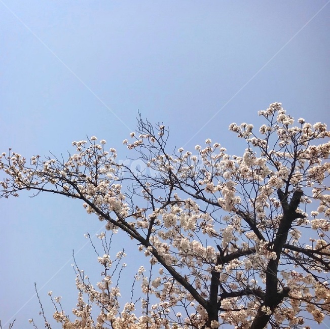 봄꽃,봄하늘,자연풍경,벚꽃,봄소풍,꽃,봄,계절,spring,season,자연,풍경,nature,landscape,plant,식물