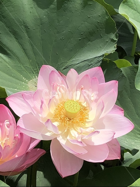연꽃,연꽃축제,궁남지,꽃,수련