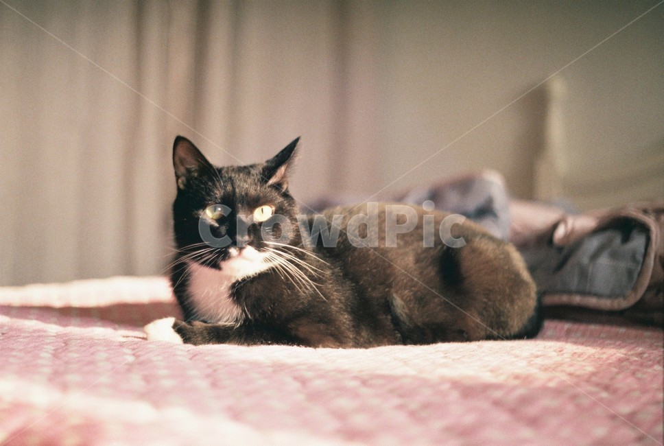 고양이,pet,동물,cat,턱시도고양이,동물,animal,고양이,cat,kitten,kitty
