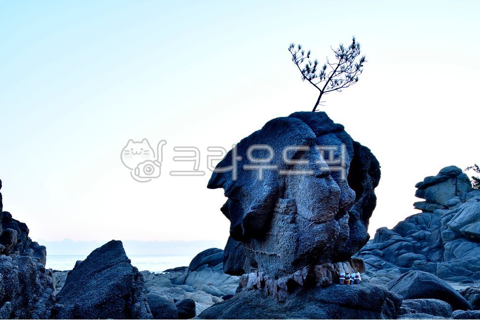 Gangwondo,rock,pine tree,coastline,ocean,shape,tree,Tourist destination,Goseonggun