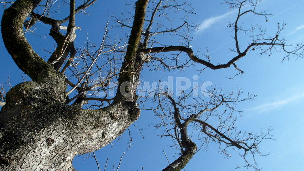 treetrunk,나무줄기,plant,식물,tree,나무,하늘,겨울나무,가지,식물,자연,plants,nature,나무,trees,wood