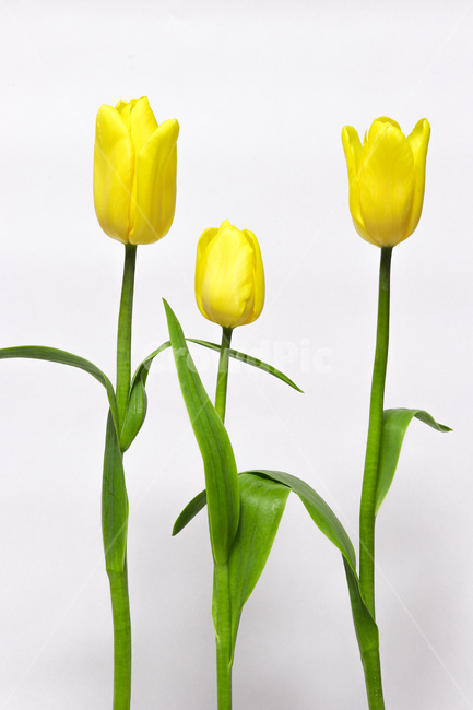 꽃,식물,flower,blossom,plant,튤립,tulip,꽃,flower