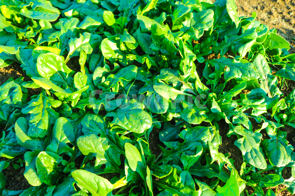 시금치,야채,spinach,vegetable,밭,food,음식,plant,식물,채소,야채,vegetables