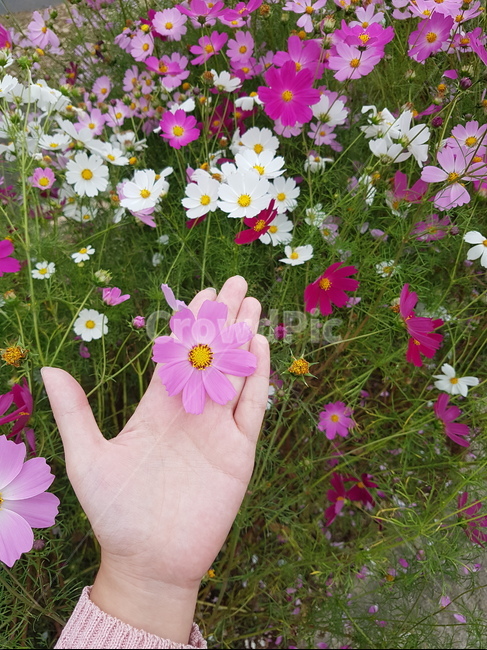 코스모스,가을꽃,꽃,분홍색꽃,식물,자연,flower,계절,휴식,힐링,nature,rest,heeling
