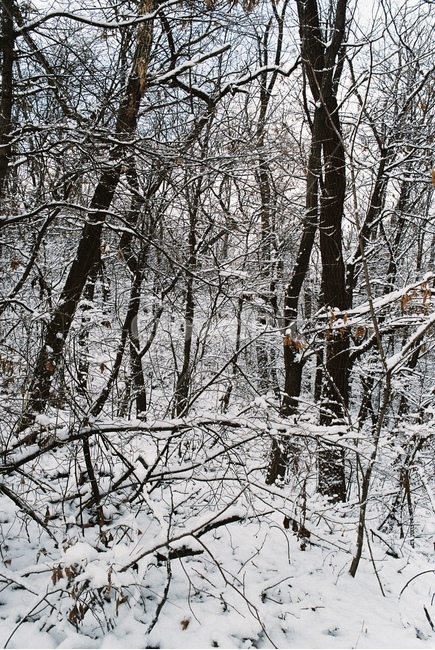 나무,자연,눈,겨울,tree,nature,snow,snowy,winter,산,mountain,forest,삼림지,초목,숲