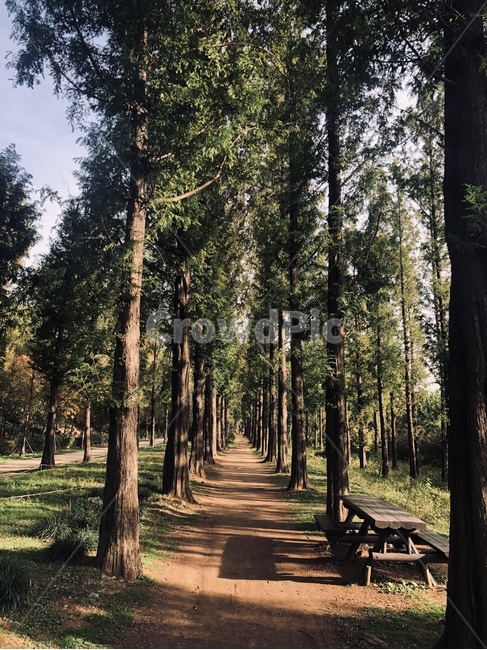 숲길,나무,treetrunk,plant,식물,나무줄기,산책길,tree,자연