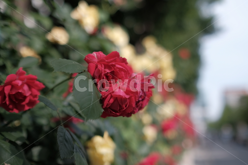 장미,꿏,붉은,길,담벼락,야생,rose,flower,red,street,wall,wild