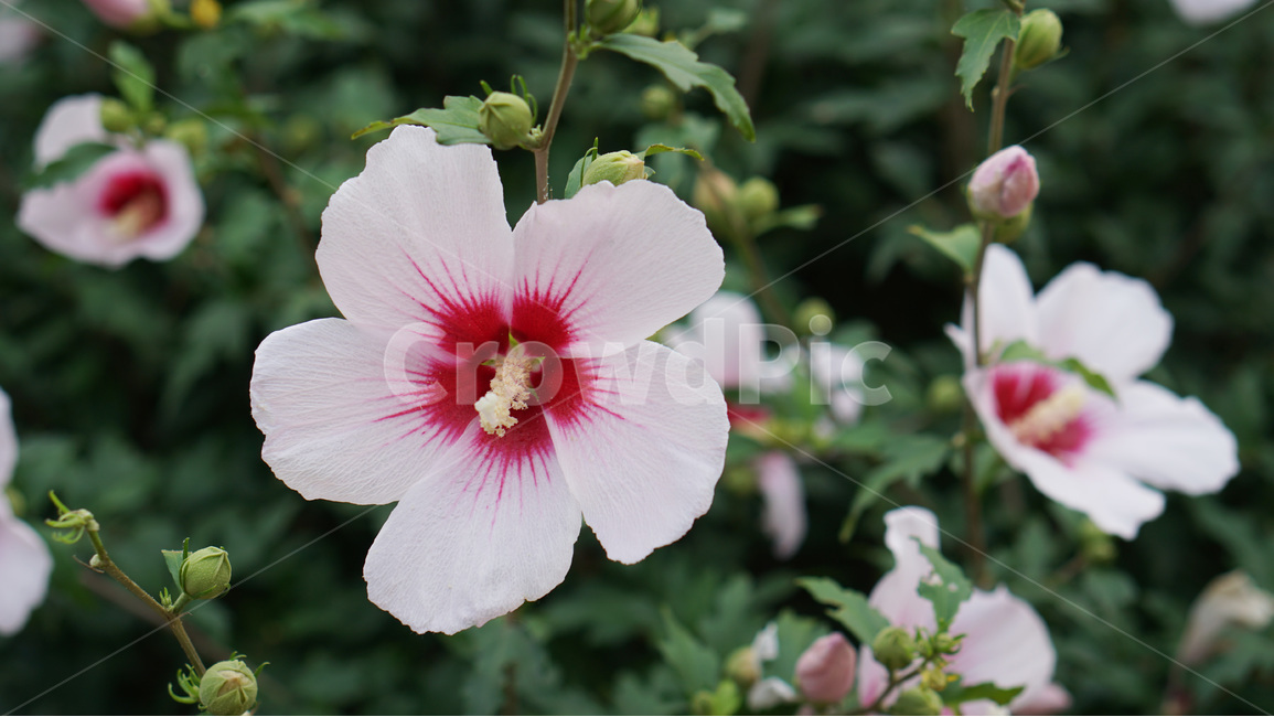 꽃,무궁화,대한민국,식물,자연,식물,자연,plants,nature,꽃,flower