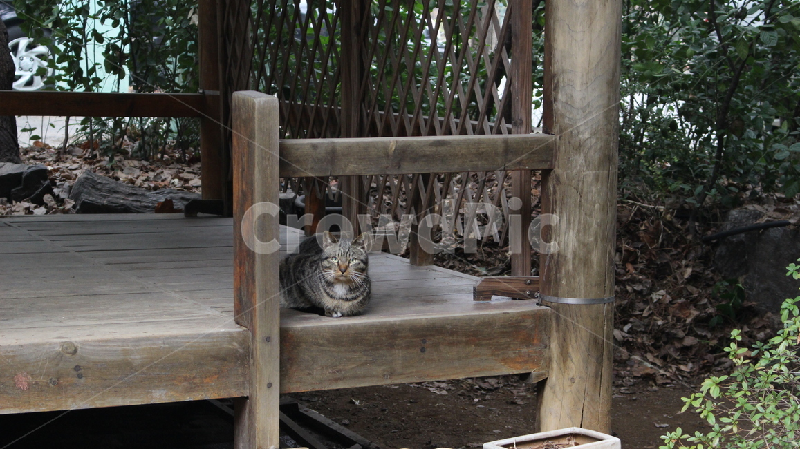 고양이,길냥이,동물,cat,식빵자세