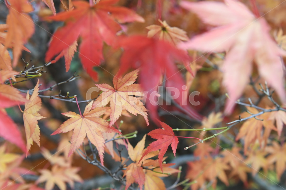 가을,단풍,나뭇잎,잎,알록달록,산,가을,계절,fall,autumn,season,leaf,plant,식물,tree,나무,maple