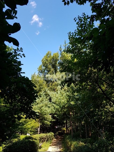 하늘,나무,자연,풍경,구름,오후,공원,산책,길,자연,풍경,nature,landscape,tree,plant,식물,fir,전나무