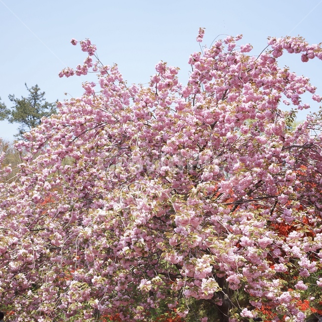 plant,식물,blossom,꽃,flower,cherryblossom,벚꽃,봄,계절,spring,season