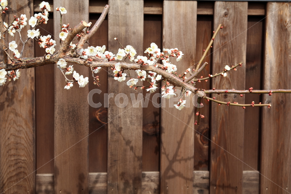 꽃,벚꽃,봄,향기,나무가지,봄,계절,spring,season,식물,자연,plants,nature,꽃,flower,plant,blossom