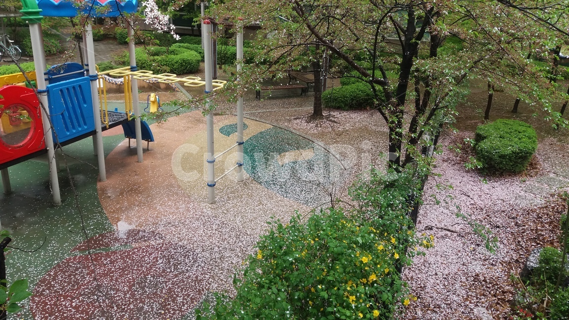 놀이터,벚꽃,봄,꽃잎,꽃,flower,cherryblossom,playground,놀이공원,놀이동산,놀이터,amusement park,playground