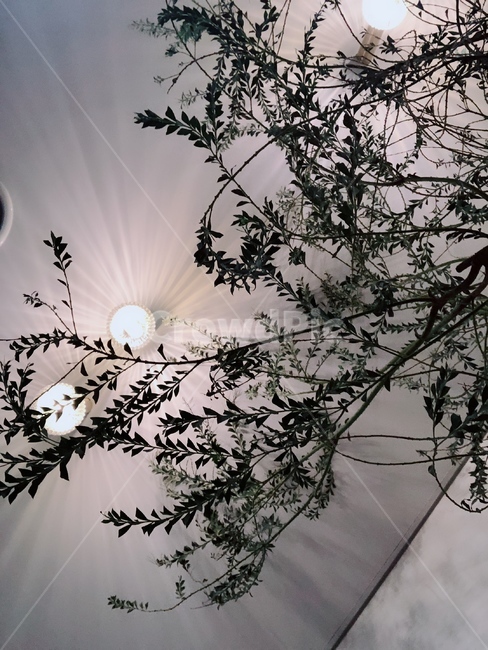 나무,조명,분위기,배경,초록색,식물,자연,plants,nature