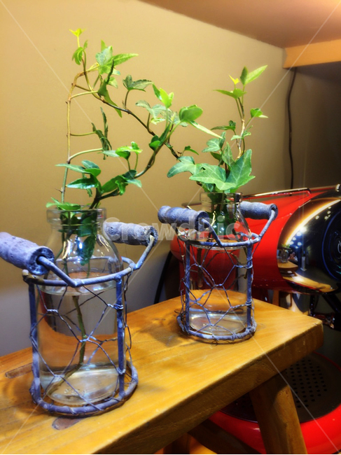 아이비,소품,아이비물꽂이,장식,꽃병,실내용화초,화분,화초,house plant