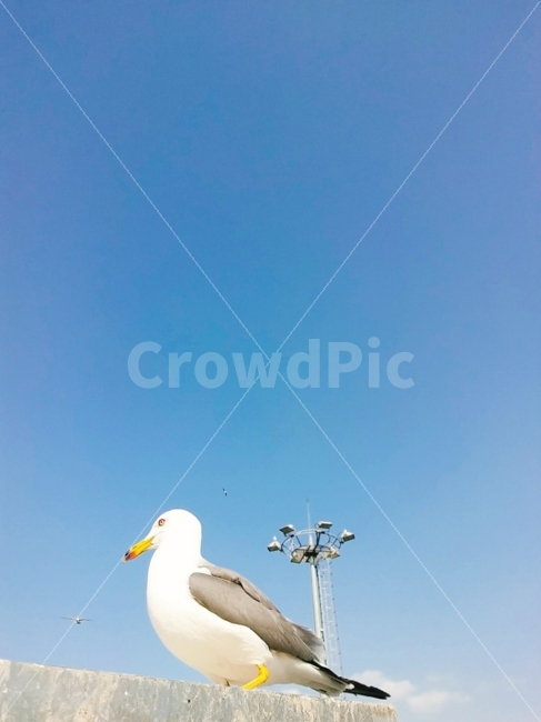 갈매기,끼룩끼룩,푸른하늘,스카이,시원한,동물,animal,조류,새,birds