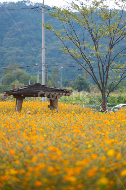 nature,자연,field,들,풀밭,꽃밭,꽃,flower,가을,계절,fall,autumn,season,식물,자연,plants,nature,꽃,flower,outdoors,옥외,grassland,목초지