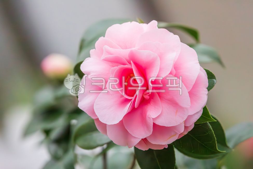 아름다운,겹동백,동백나무,동백꽃,동백,꽃,연분홍,연분홍색,분홍색,분홍,꽃잎,초록색,잎,나무,차나무과,동백나무속,식물,자연,상록교목,theaceae,commoncamellia,camelliatree,raindrops,camelliaflower,flower,pink,petal,green,leaf,tree,camelliafamily,plant,nature,evergreentree,blossom,garden,bloom,beauty,flora,blooming,floral,closeup,beautiful