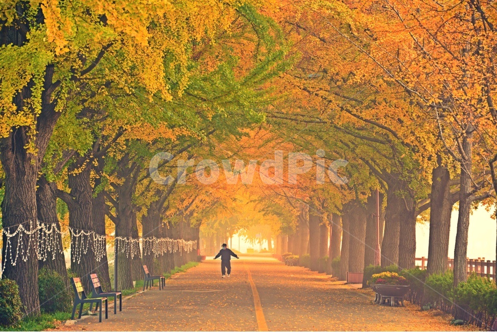 아산,곡교천,은행나무길,곡교천가을,곡교천아침,곡교천은행나무길,human,인간,person,사람,walking,보행,tree,나무,자연,풍경,경치,가을,계절,fall,autumn,season,자연,풍경,nature,landscape