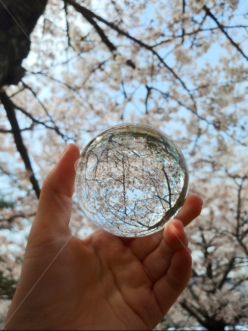 유리구슬,하늘,벚꽃,봄,spring,glassball,cherryblossom,sky