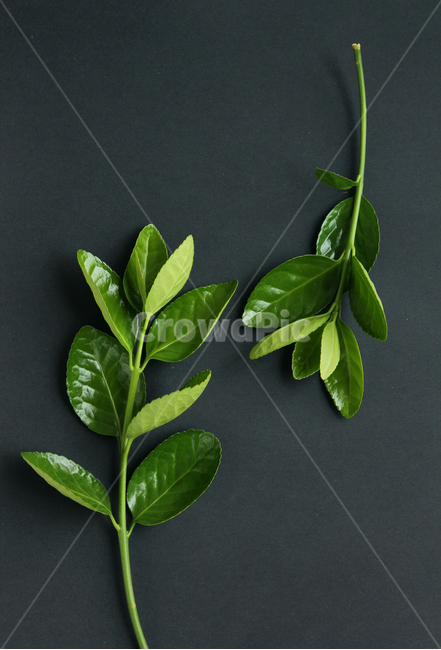 잎,나뭇잎,나뭇가지,가지,branch,closeup,fresh,green,leaf,leaves,macro,natur,nature,plant,black,잎사귀,자연,녹색,그린,클로즈업,신선한,검은색배경,탑앵글,탑뷰,블랙,검정,검은색,사철나무잎,사철나무,식물,자연,plants,nature
