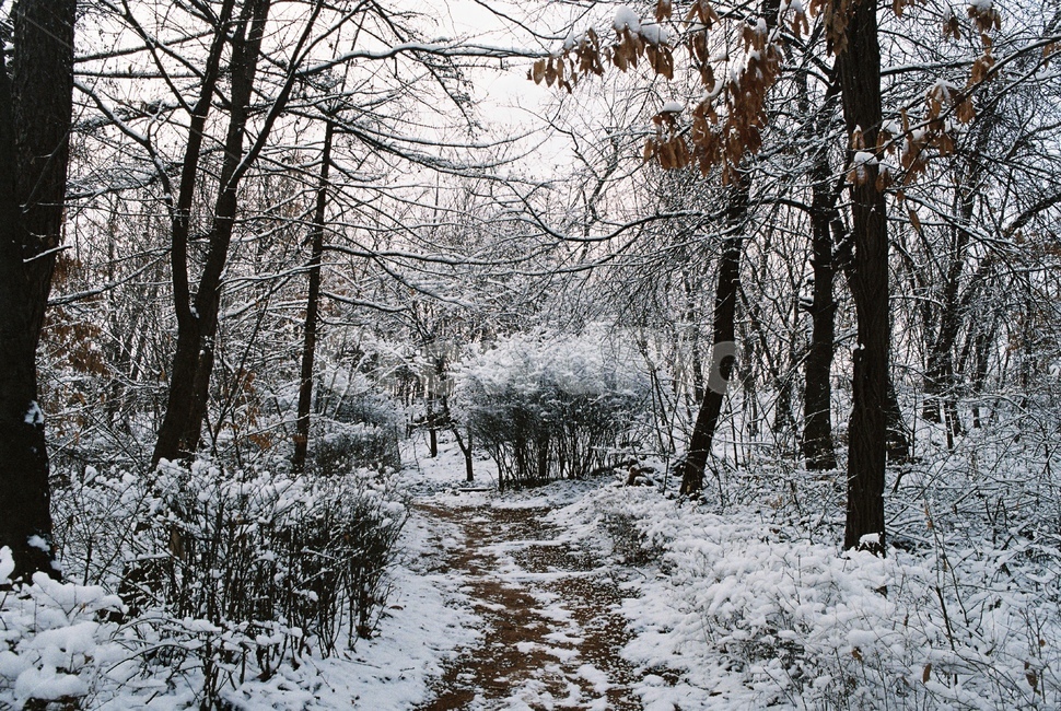 나무,자연,눈,겨울,tree,nature,snow,snowy,winter,산,mountain,forest,삼림지,초목,숲,길,road,등산길