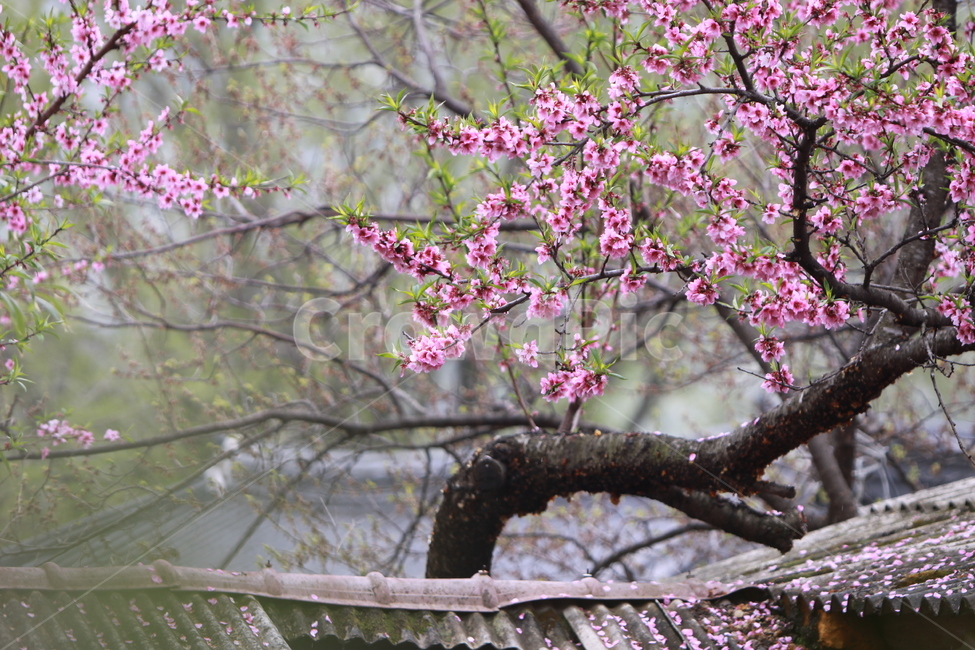 꽃,복사꽃,봄,분홍,꽃나무,식물,자연,plants,nature,꽃,flower,나무,trees,wood
