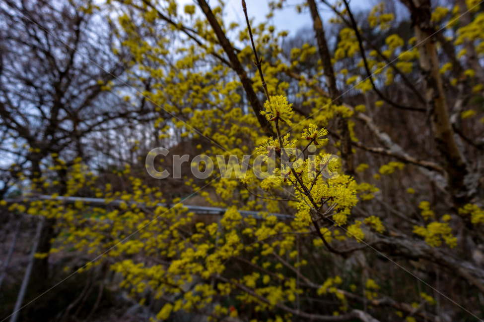 산수유,산수유꽃,산수유나무,노랑,풍경,꽃,봄,식물,자연,plants,nature,꽃,flower