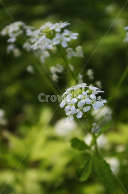 미나리냉이,꽃,flower,계절,봄,spring,식물,plant,자연,nature,식물,자연,plants,nature,꽃,flower
