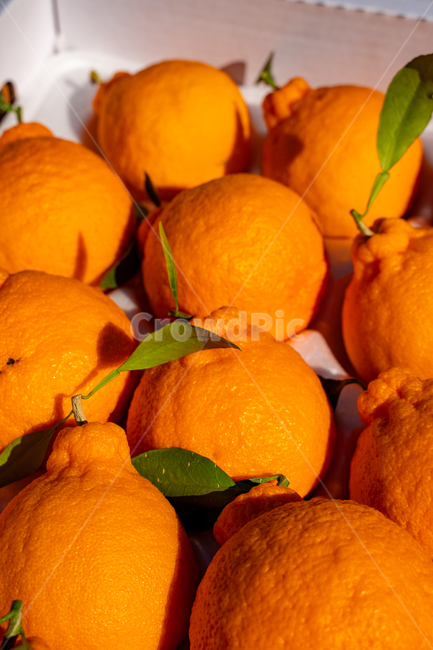 fruit,Orange,tangerines,house tangerines,Cheonhyehyang,ingredients,hallabong,mandarin,citrus fruits,Red scent,Fruit,nature,Hallabong,food,vitamin,citrusfruit,orange,plant,fresh,Jeju tangerines