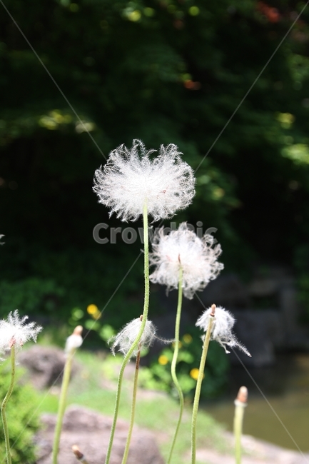 할미꽃,꽃무리,흰색,홀씨,자연,식물,풍경,여름,봄,가을,계절,맑은날,꽃대,산,계곡,흙,식물,자연,plants,nature,꽃,flower