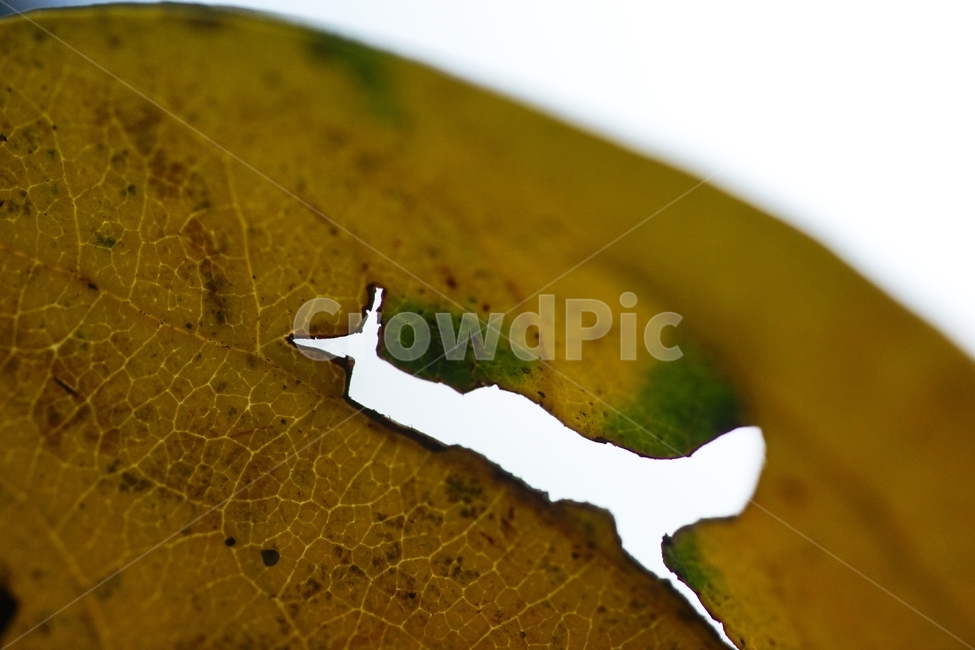 단풍잎,단풍,가을,나뭇잎,나무,인어,가을,계절,fall,autumn,season,leaf,잎,plant,식물