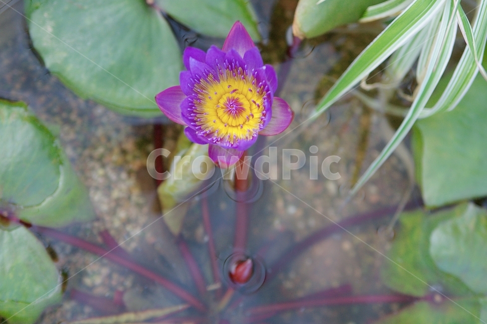 plant,식물,blossom,꽃,flower,식물,자연,plants,nature,꽃,flower