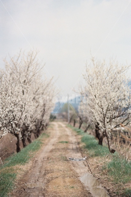 Plum Blossom Festival,white flower,white flower background,flowe,plum tree,flowes,Plum blossom background,flower road,flower,Plum Festival,Plum blossom road,plum blossom,country road,flower background,plum blossom tree