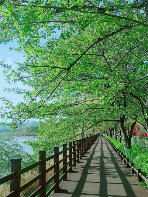 여름,호수,나무,나무울타리,다리