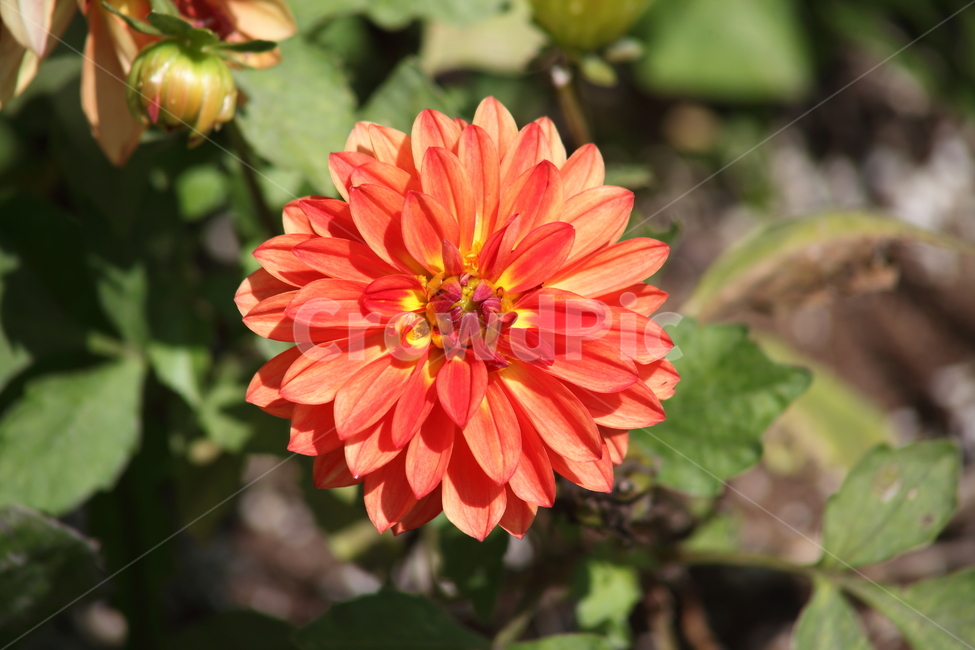 조경용,다알리아,꽃,여름,dahlia