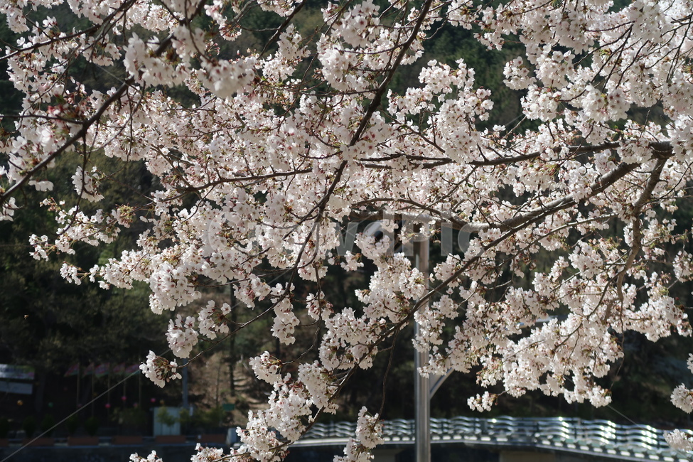 벚꽃,cherryblossom,blossom,꽃,봄,봄꽃,하늘,봄날씨,벚꽃만개,만개,개화,벚꽃개화,spring,봄풍경,도심,도시,식물,plant