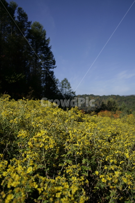 산국,꽃,flower,식물,plant,가을,하늘,풍경