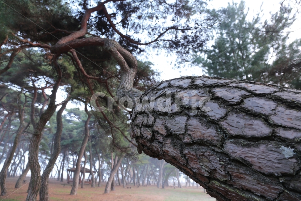 소나무,나무,보은,임한리,솔숲,trees,식물,자연,plants,nature,나무,trees,wood