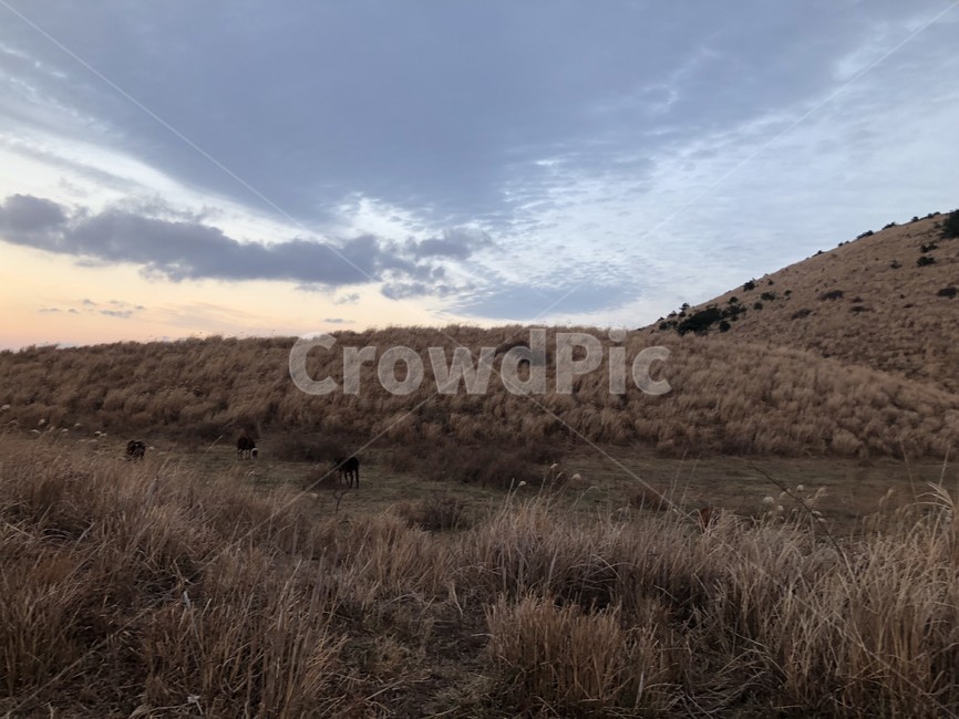 노을,오름,자연,맑음,갈대,자연,풍경,nature,landscape,ground,바닥,outdoors,옥외
