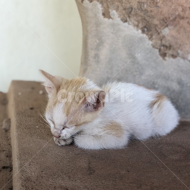 고양이,동물,새끼고양이,길냥이,길고양이,동물,animal,포유류,mammal,고양이,cat,kitten,kitty