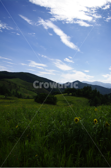풍경,꽃밭,하늘,구름,산,나무,식물,해바라기밭,자연,풍경,nature,landscape,grassland,목초지,field,들,outdoors,옥외