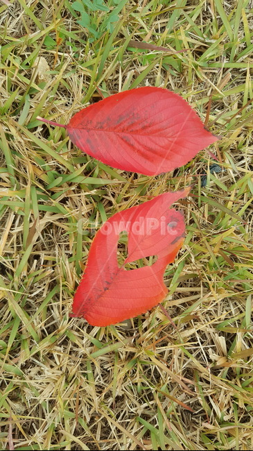 가을,잔디,나뭇잎,낙엽,빨강,가을,계절,fall,autumn,season,식물,자연,plants,nature