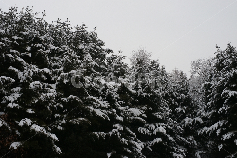 설산,눈내린산,소나무눈,눈내린소나무,눈,겨울,계절,winter,season,자연,풍경,nature,landscape,식물,plants,나무,trees,wood,tree,plant,fir,전나무